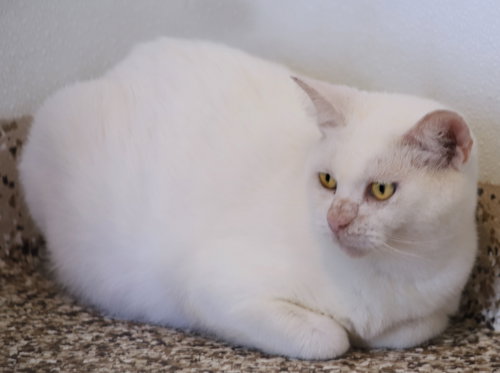 ATHENA - Domestic Short Hair available for adoption