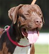 adoptable Dog in fort myers, FL named Benji