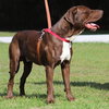 Benji - Photo 2