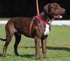 Benji - Photo 3