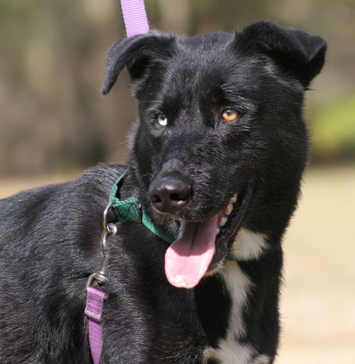 adoptable Dog in North Fort Myers, FL named Dakota