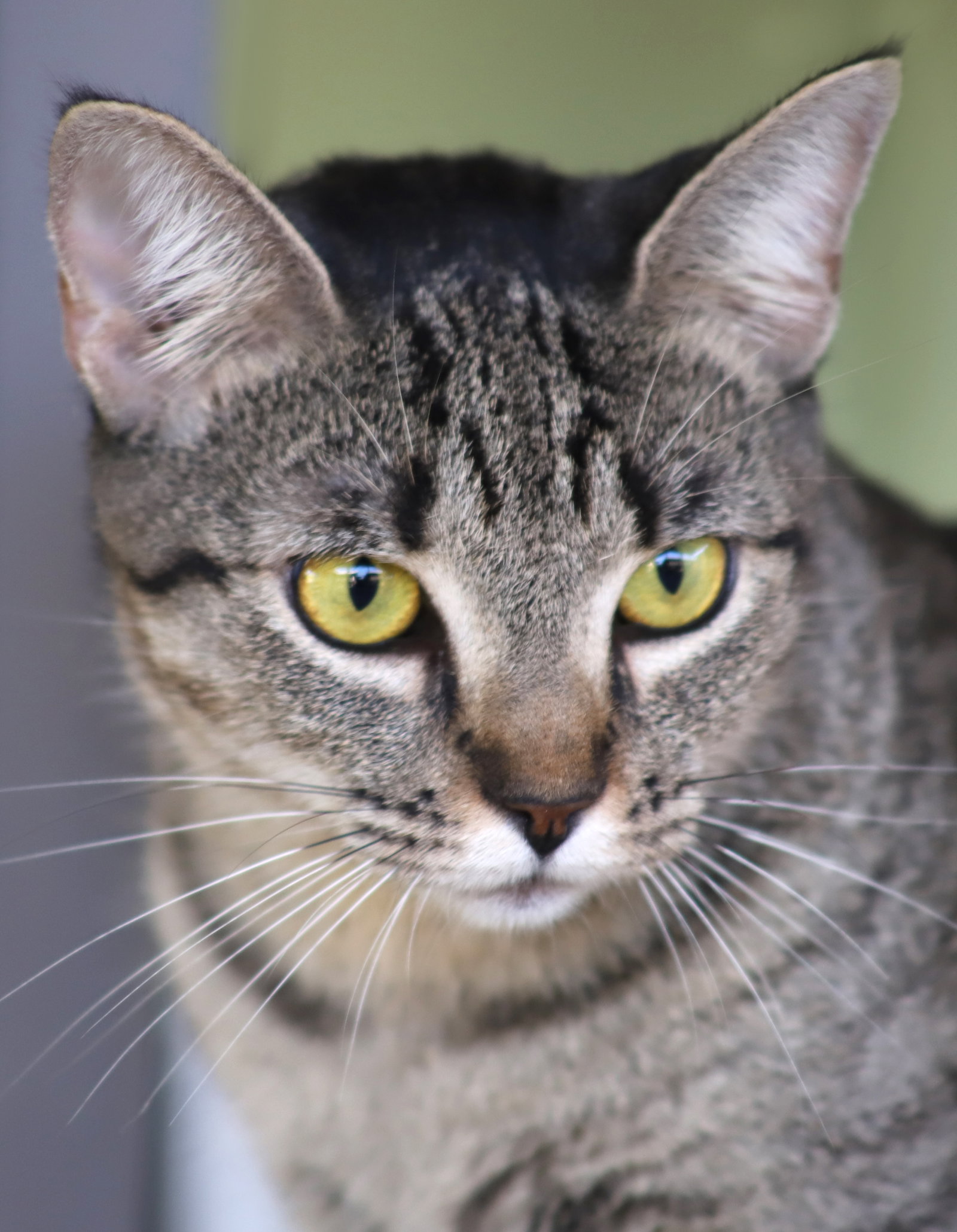 Cats for Adoption in Cape Coral, Florida Alpha Paw