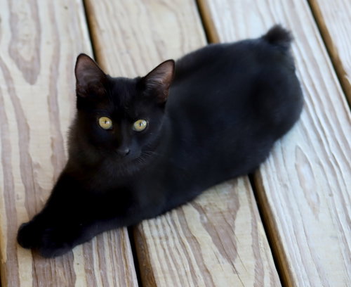 DOROTHY - Domestic Short Hair available for adoption