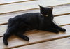 Dorothy - Photo 3