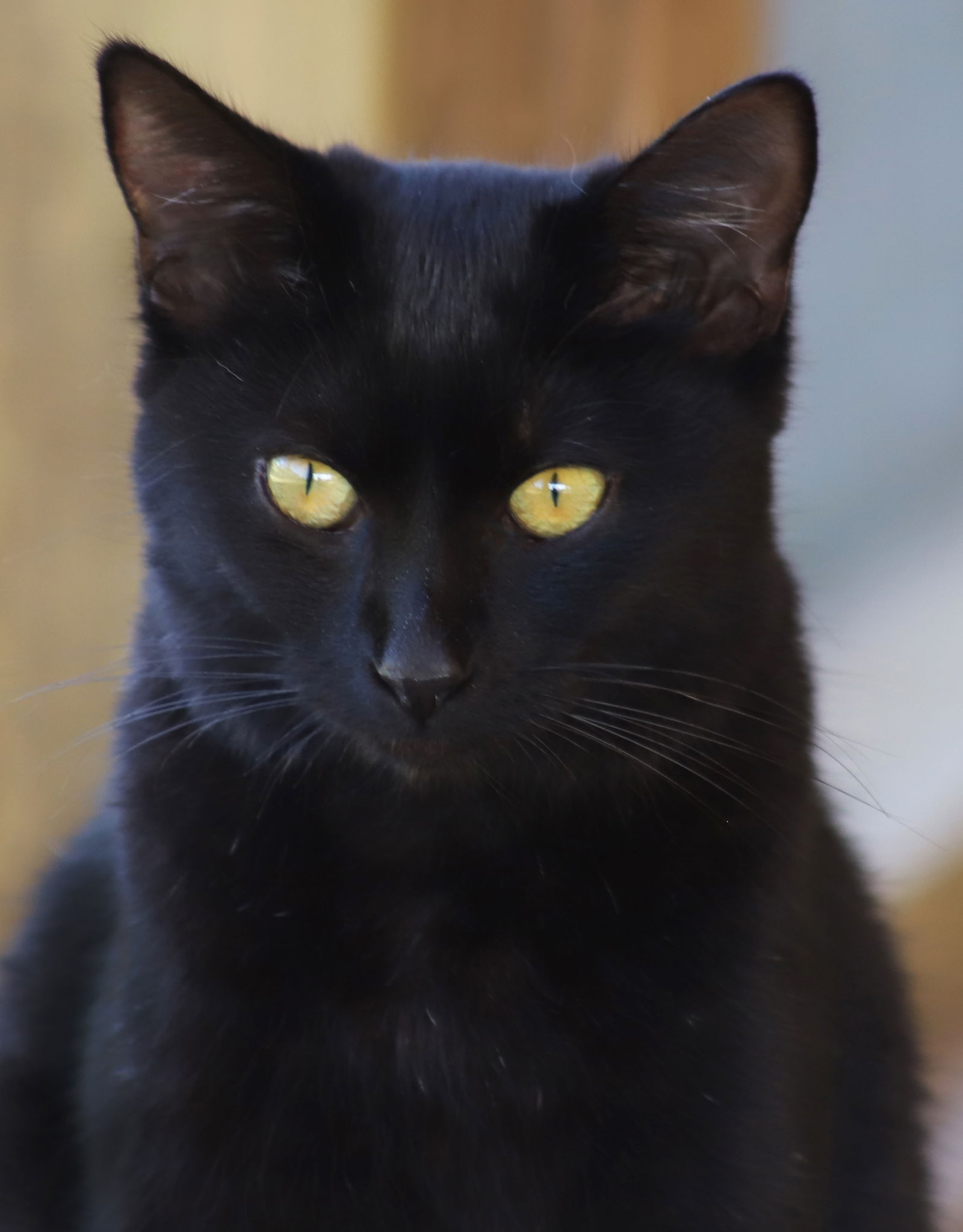 adoptable Cat in North Fort Myers, FL named Dorothy