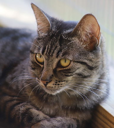 adoptable Cat in North Fort Myers, FL named Doggie