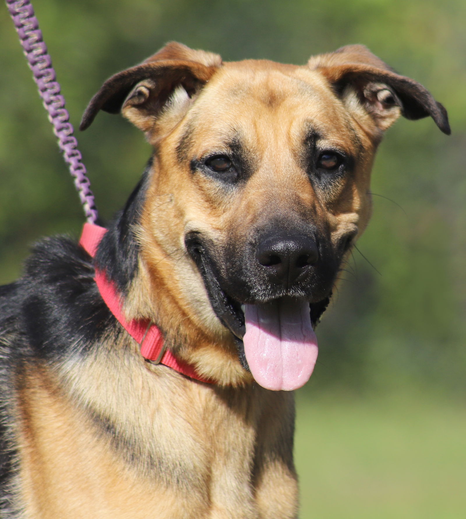 Dog for Adoption - Jayden, a German Shepherd Dog in Venice, FL | Alpha Paw