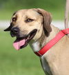 adoptable Dog in North Fort Myers, FL named Larkin