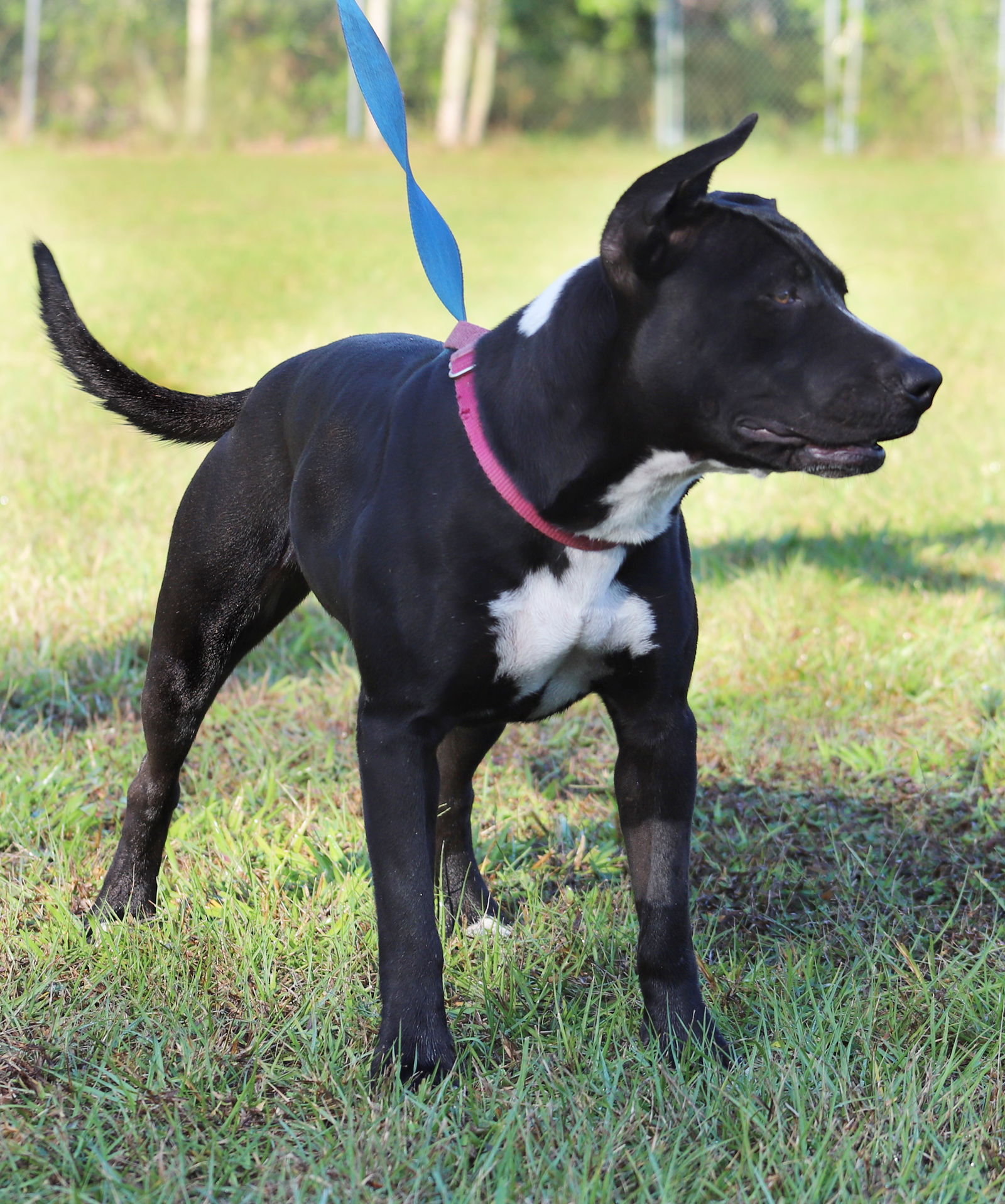 Dog for Adoption - Storm, a American Staffordshire Terrier in Fort ...