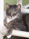 adoptable Cat in North Fort Myers, FL named Orca
