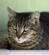 adoptable Cat in North Fort Myers, FL named Lindsay