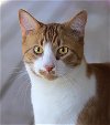 adoptable Cat in north fort myers, FL named Astin