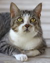 adoptable Cat in Fort Myers, FL named Margo