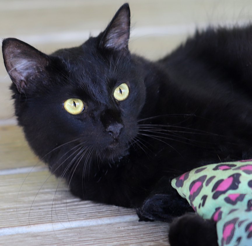 adoptable Cat in North Fort Myers, FL named Neo