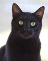 adoptable Cat in Fort Myers, FL named Rory