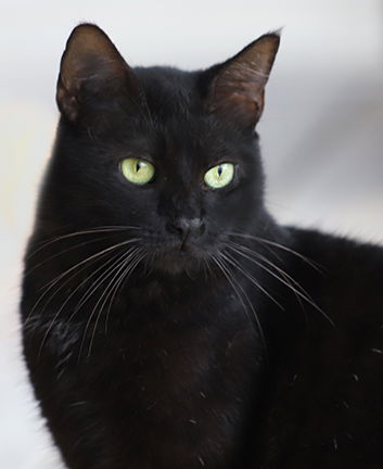 adoptable Cat in North Fort Myers, FL named Chrissy