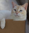 adoptable Cat in North Fort Myers, FL named Steven -Needs a Sponsor