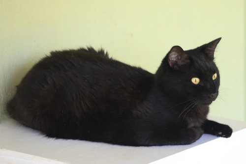 Photo 2 of Simba
