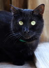 Simba - Photo 2