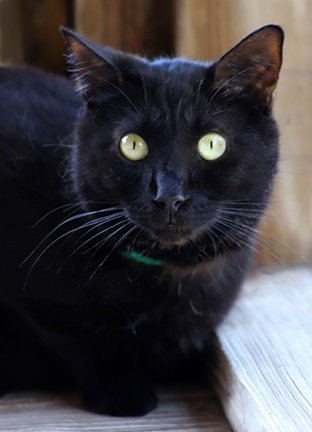 SIMBA - Domestic Short Hair available for adoption