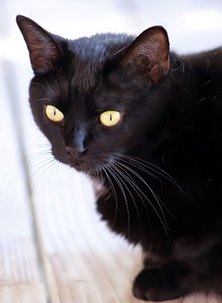 adoptable Cat in North Fort Myers, FL named Shelley