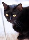 adoptable Cat in Fort Myers, FL named Shelley