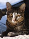 adoptable Cat in fort myers, FL named Austin