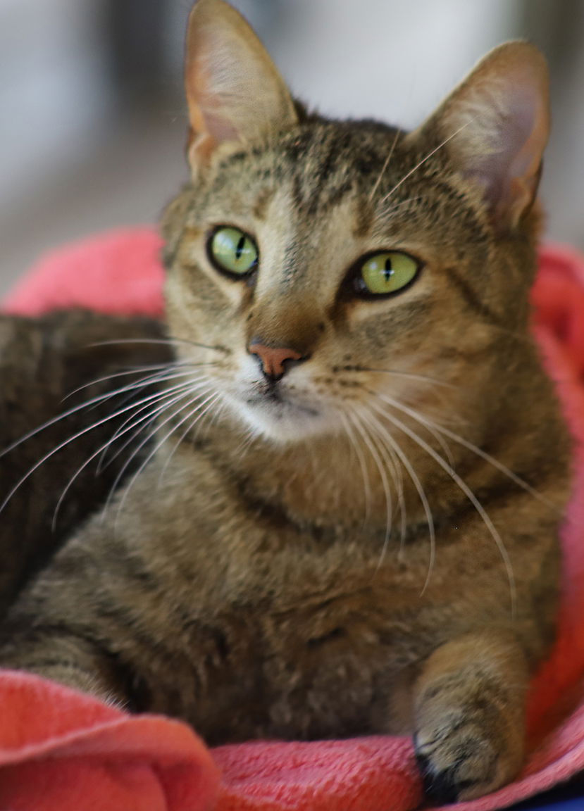 adoptable Cat in North Fort Myers, FL named Rom