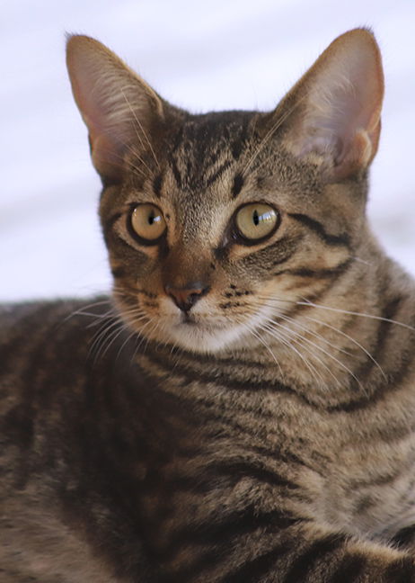 adoptable Cat in North Fort Myers, FL named Tuffy