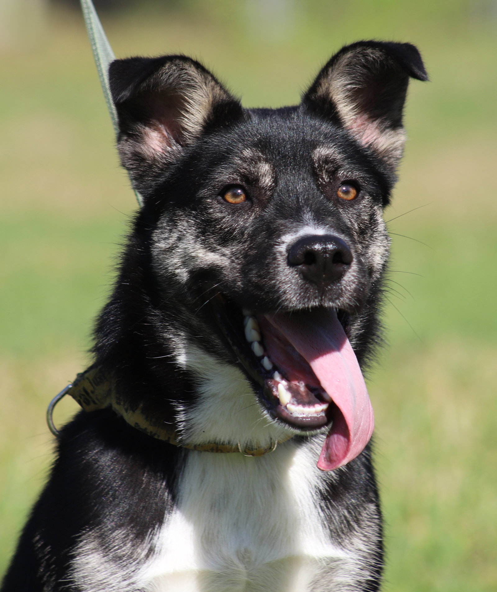 Dog for Adoption Boomerang, a German Shepherd Dog in Port Charlotte