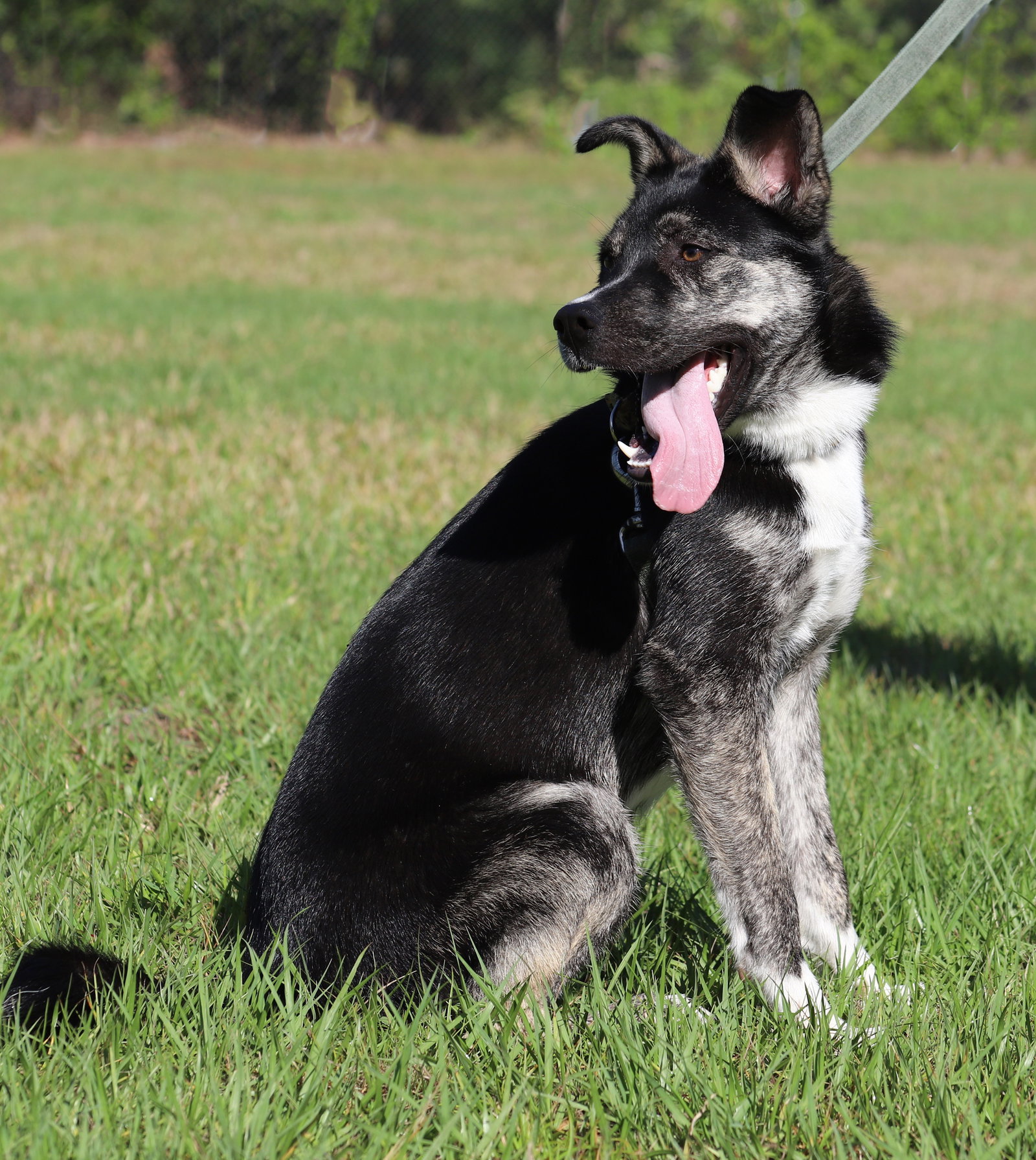 Dog for Adoption Boomerang, a German Shepherd Dog in Port Charlotte