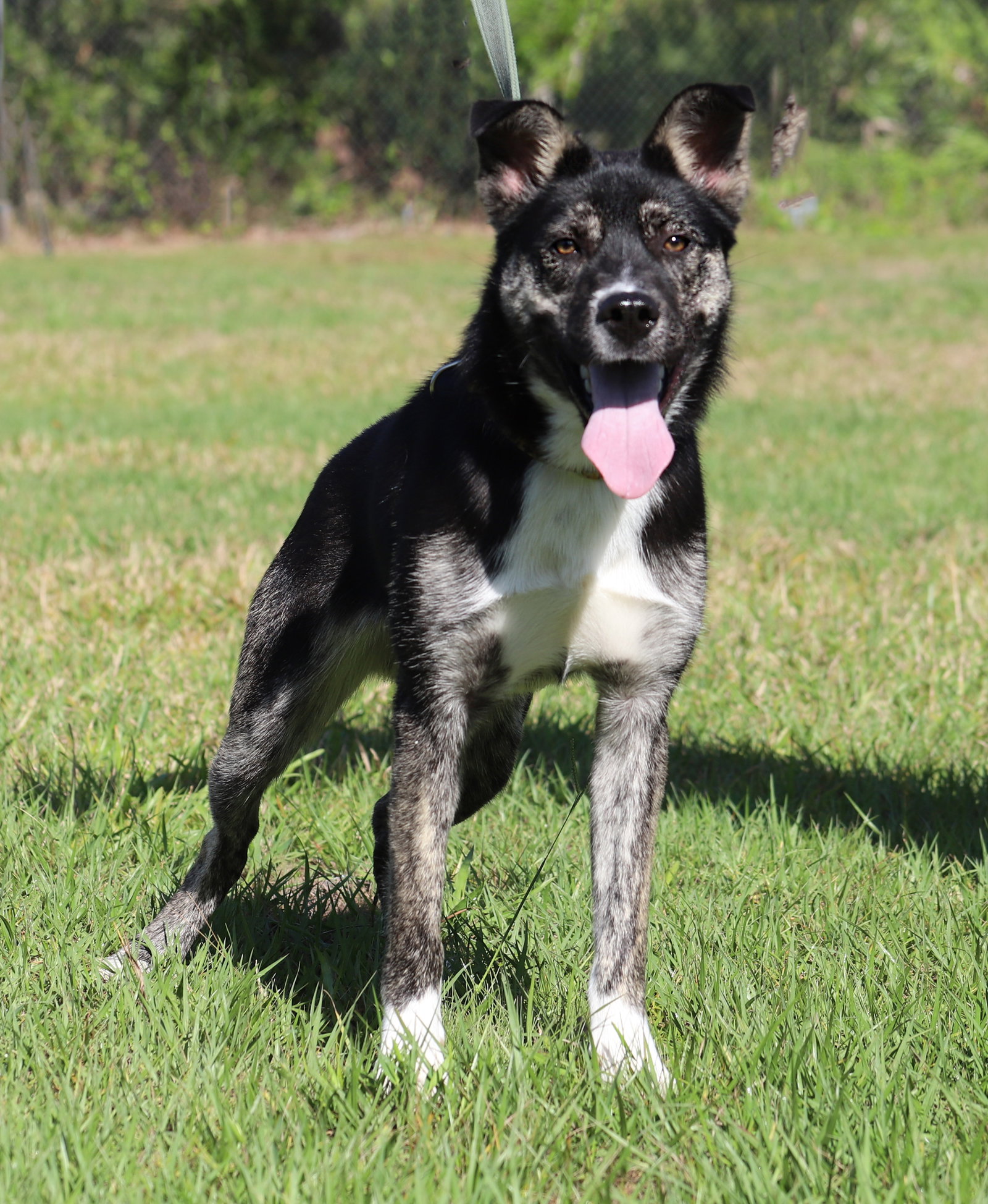 Dog for Adoption Boomerang, a German Shepherd Dog in Port Charlotte