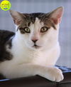 adoptable Cat in North Fort Myers, FL named Vail - CSC