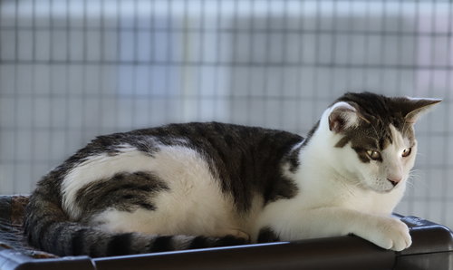 VAIL - CSC - Domestic Short Hair available for adoption