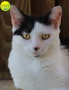 adoptable Cat in North Fort Myers, FL named Loveland - CSC
