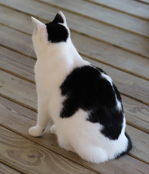 LOVELAND - CSC - Domestic Short Hair available for adoption