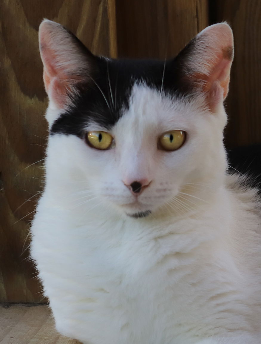 adoptable Cat in North Fort Myers, FL named Loveland