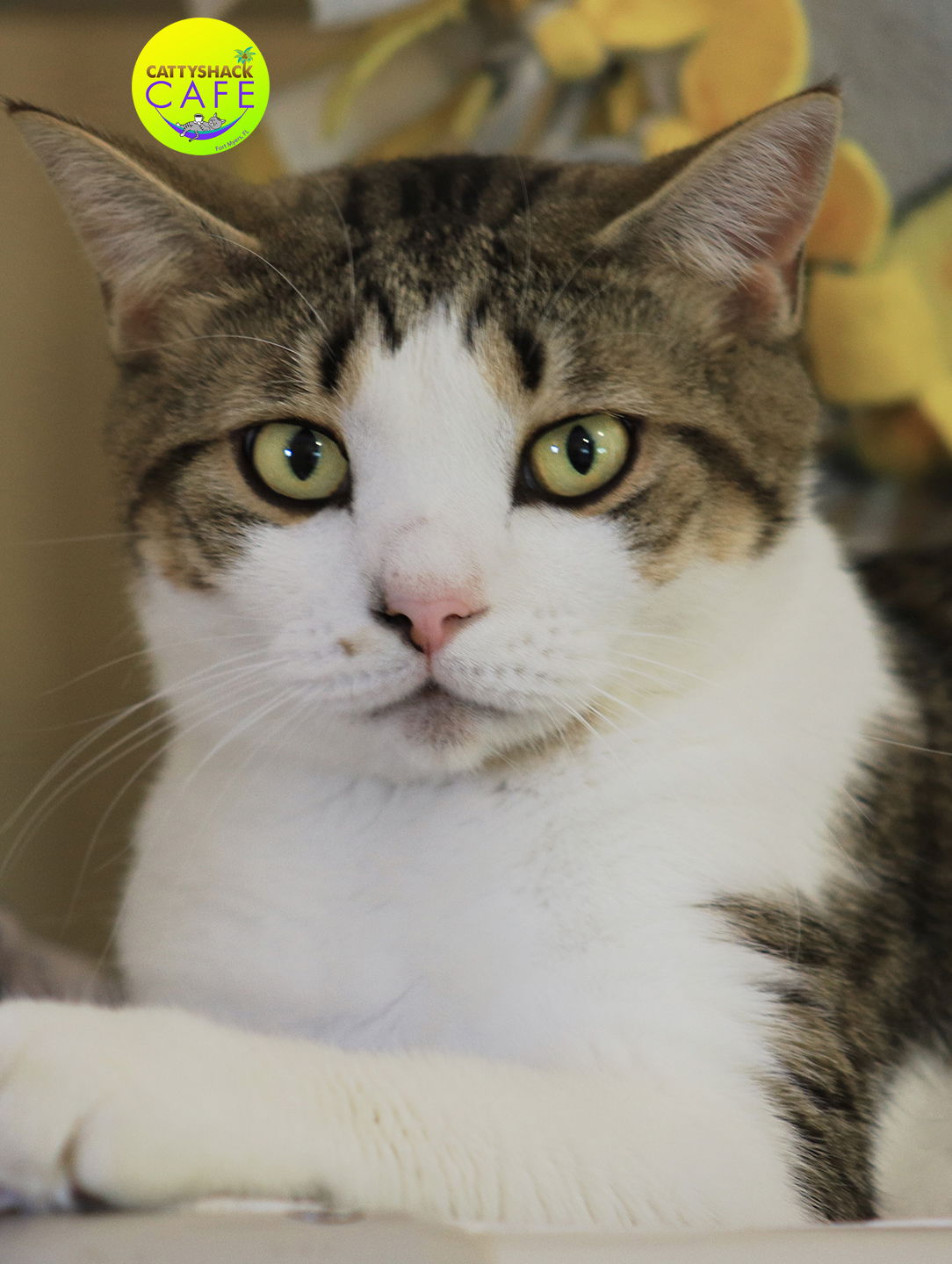 adoptable Cat in North Fort Myers, FL named Breckenridge - CSC