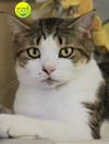 adoptable Cat in North Fort Myers, FL named Breckenridge - CSC