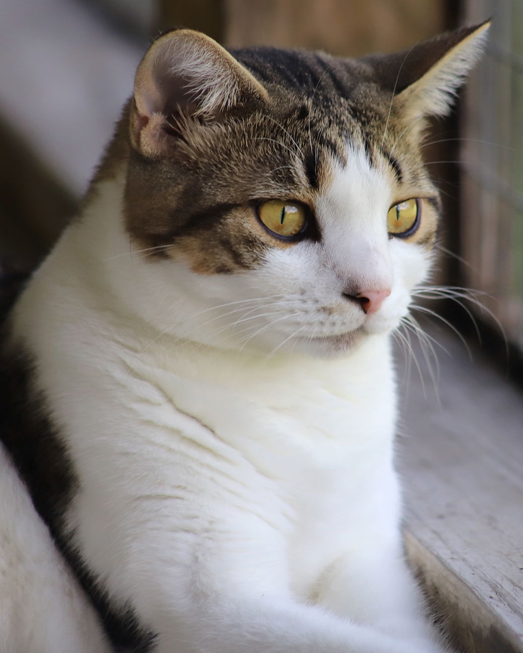 adoptable Cat in North Fort Myers, FL named Breckenridge