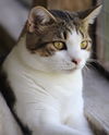 adoptable Cat in Fort Myers, FL named Breckenridge