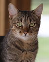 adoptable Cat in Fort Myers, FL named Cristobal