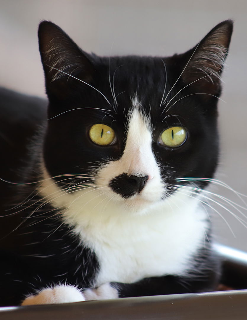 adoptable Cat in North Fort Myers, FL named Chakri