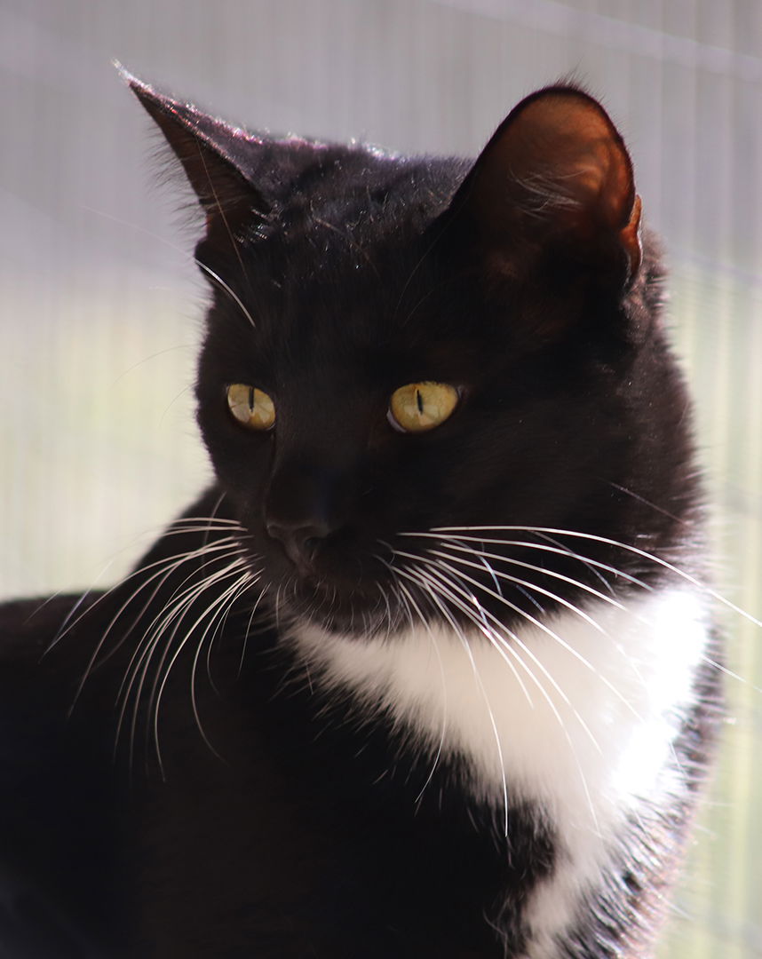 adoptable Cat in North Fort Myers, FL named Trevor