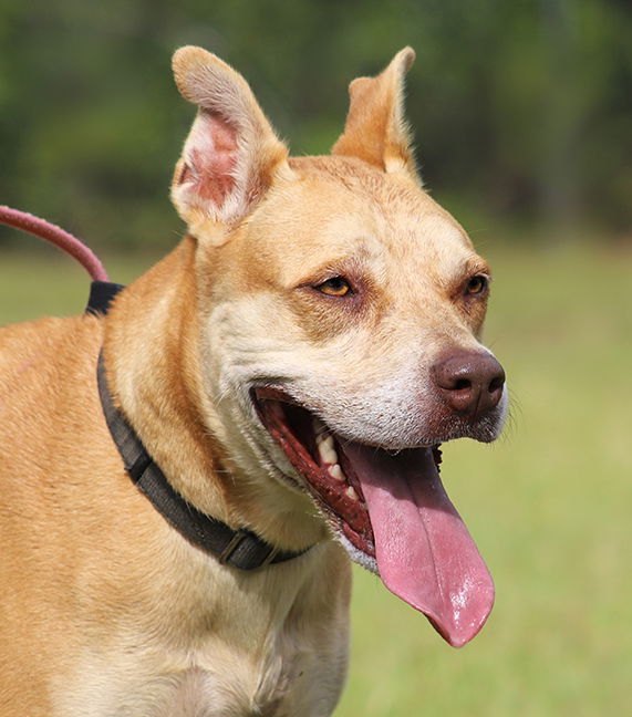 adoptable Dog in North Fort Myers, FL named Masha