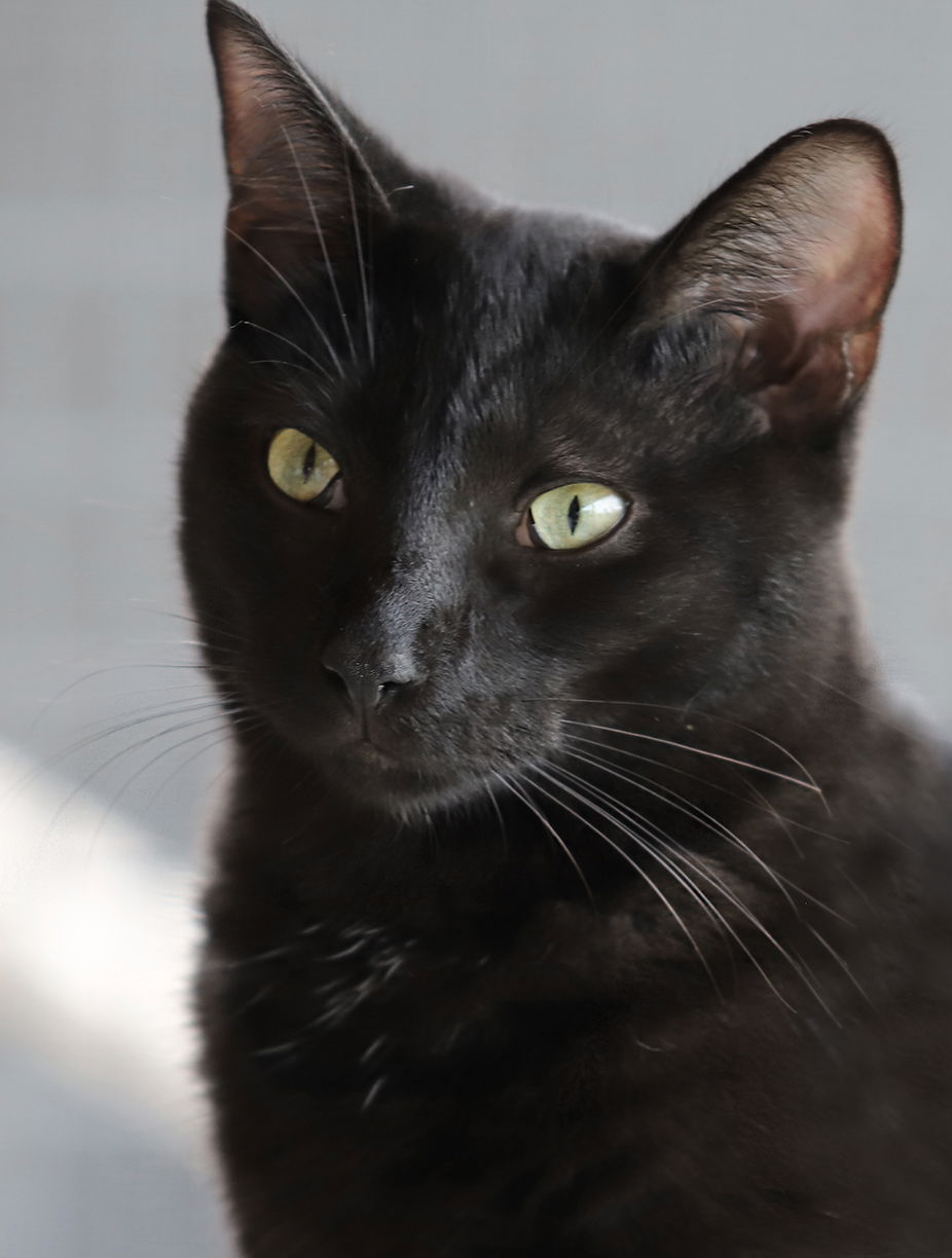 adoptable Cat in North Fort Myers, FL named Leonard