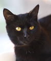 adoptable Cat in North Fort Myers, FL named Reebok