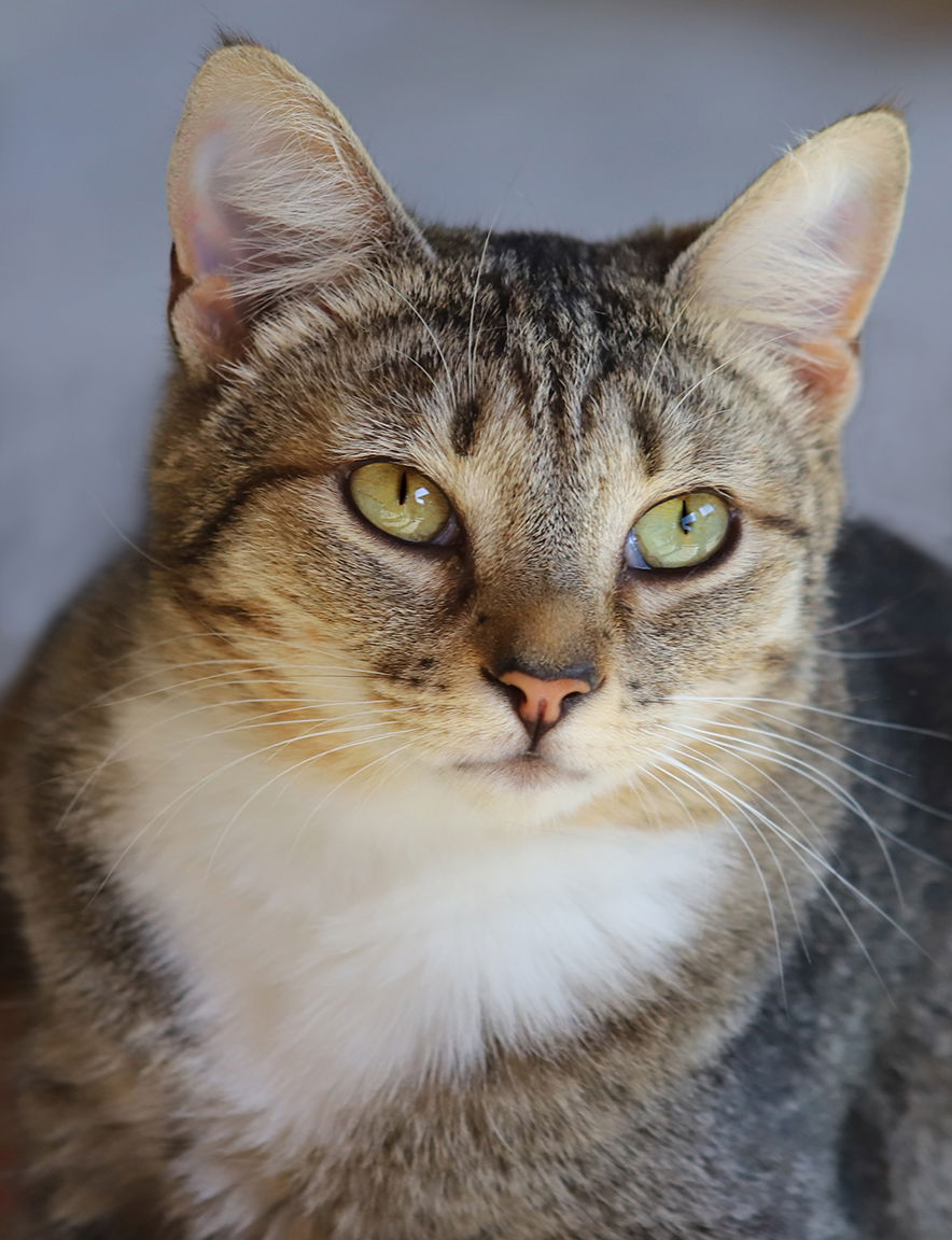 adoptable Cat in North Fort Myers, FL named Dinah