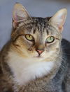 adoptable Cat in Fort Myers, FL named Dinah