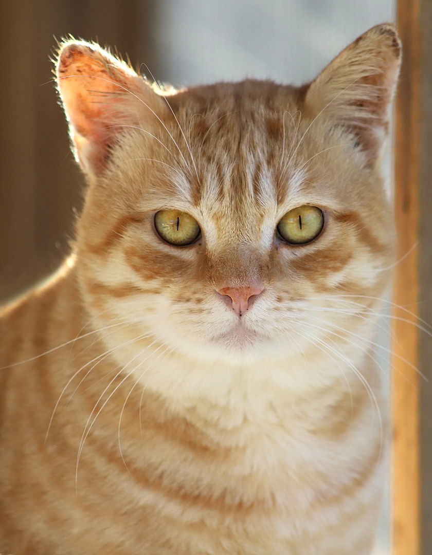 adoptable Cat in North Fort Myers, FL named Tyler